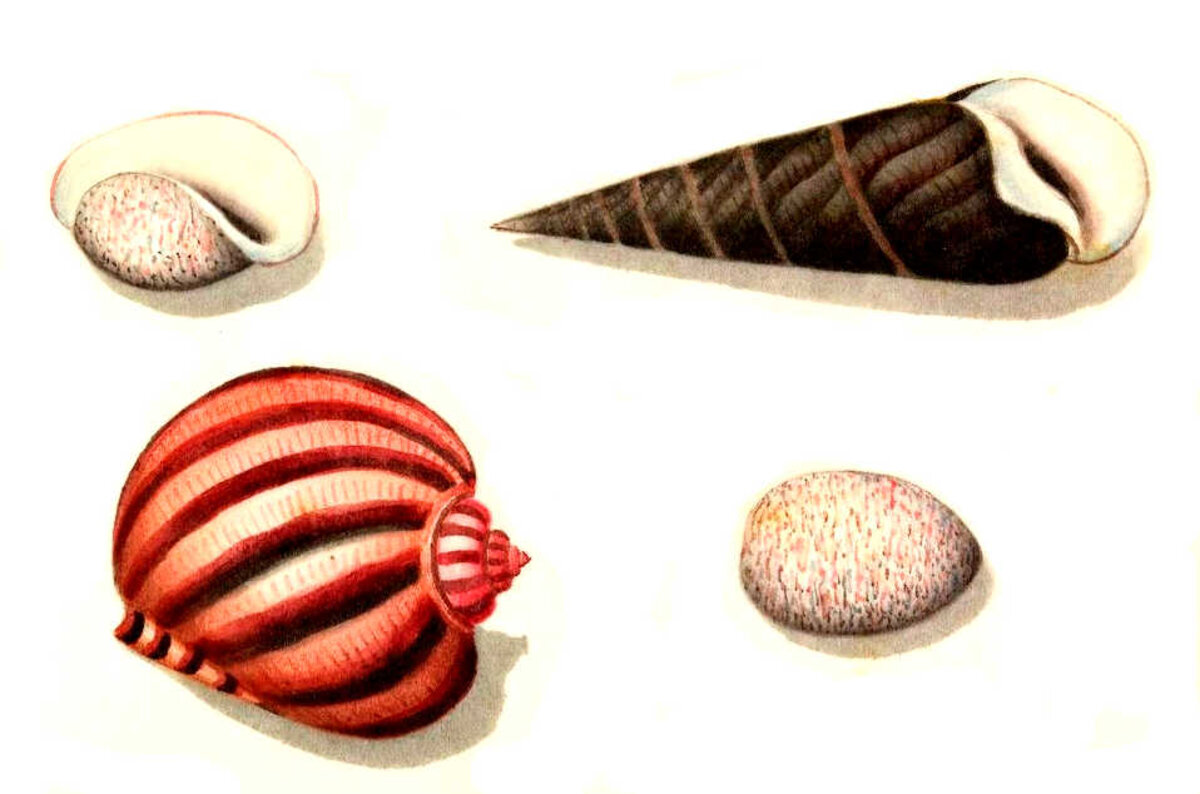 Illustration 1