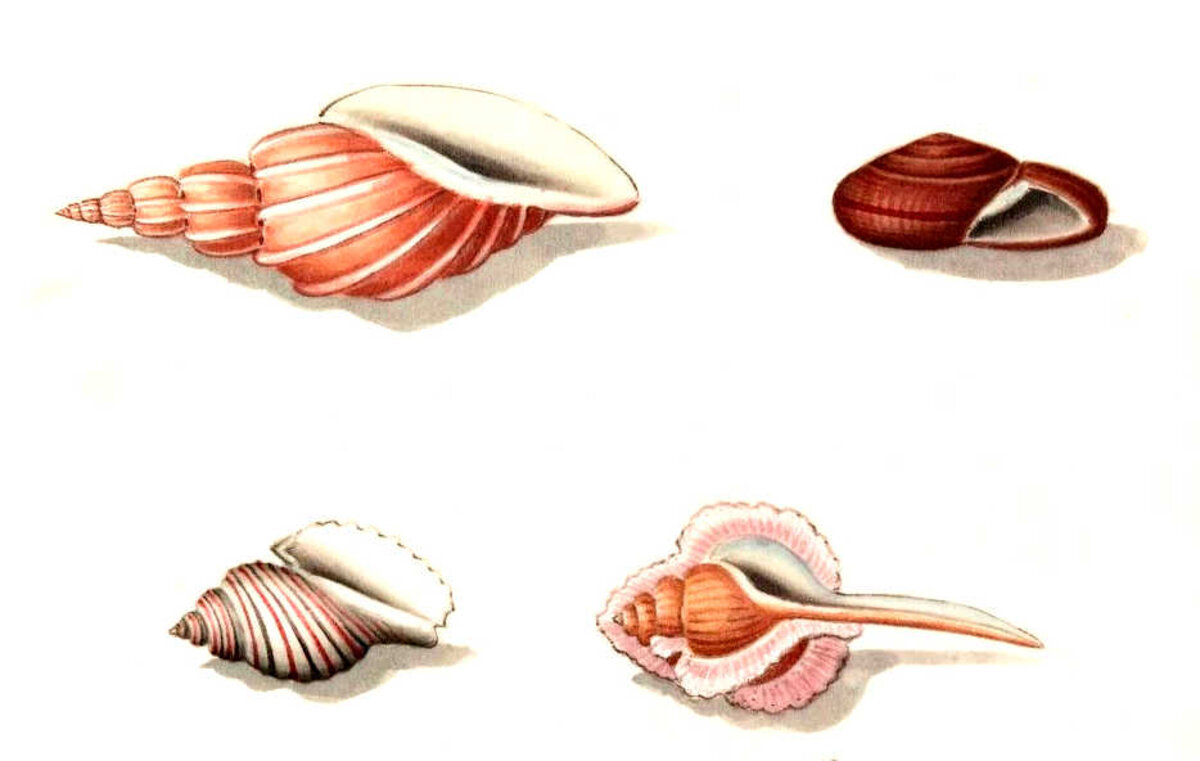 Illustration 1