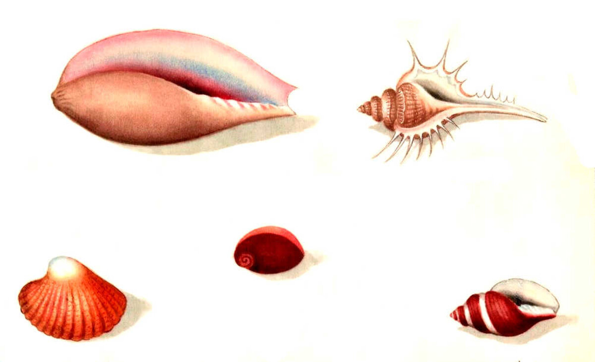 Illustration 1