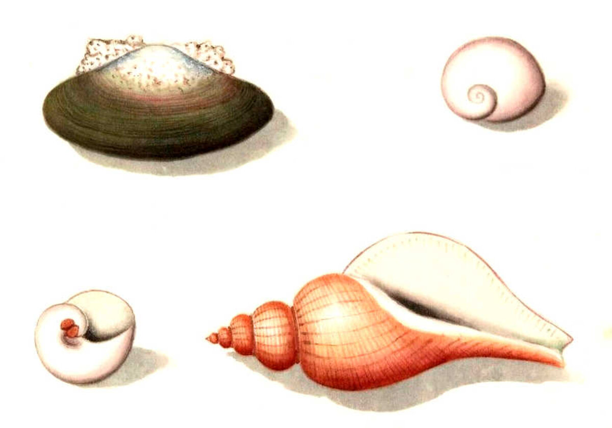 Illustration 1