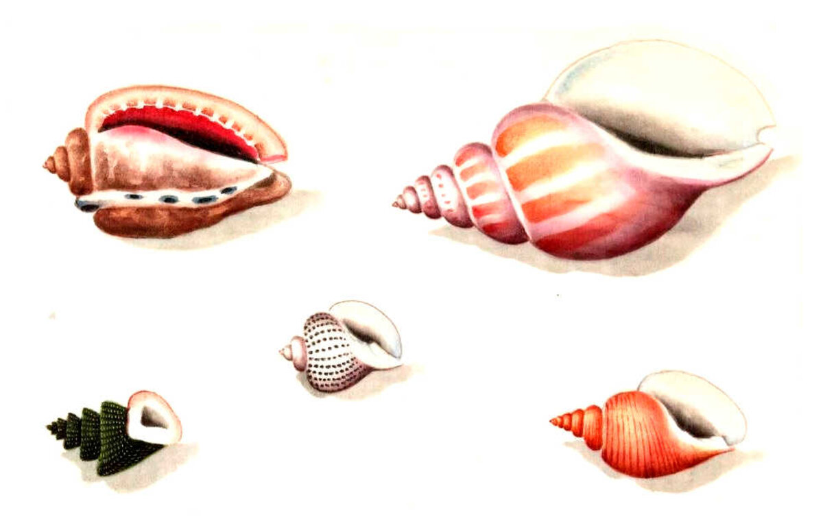 Illustration 1