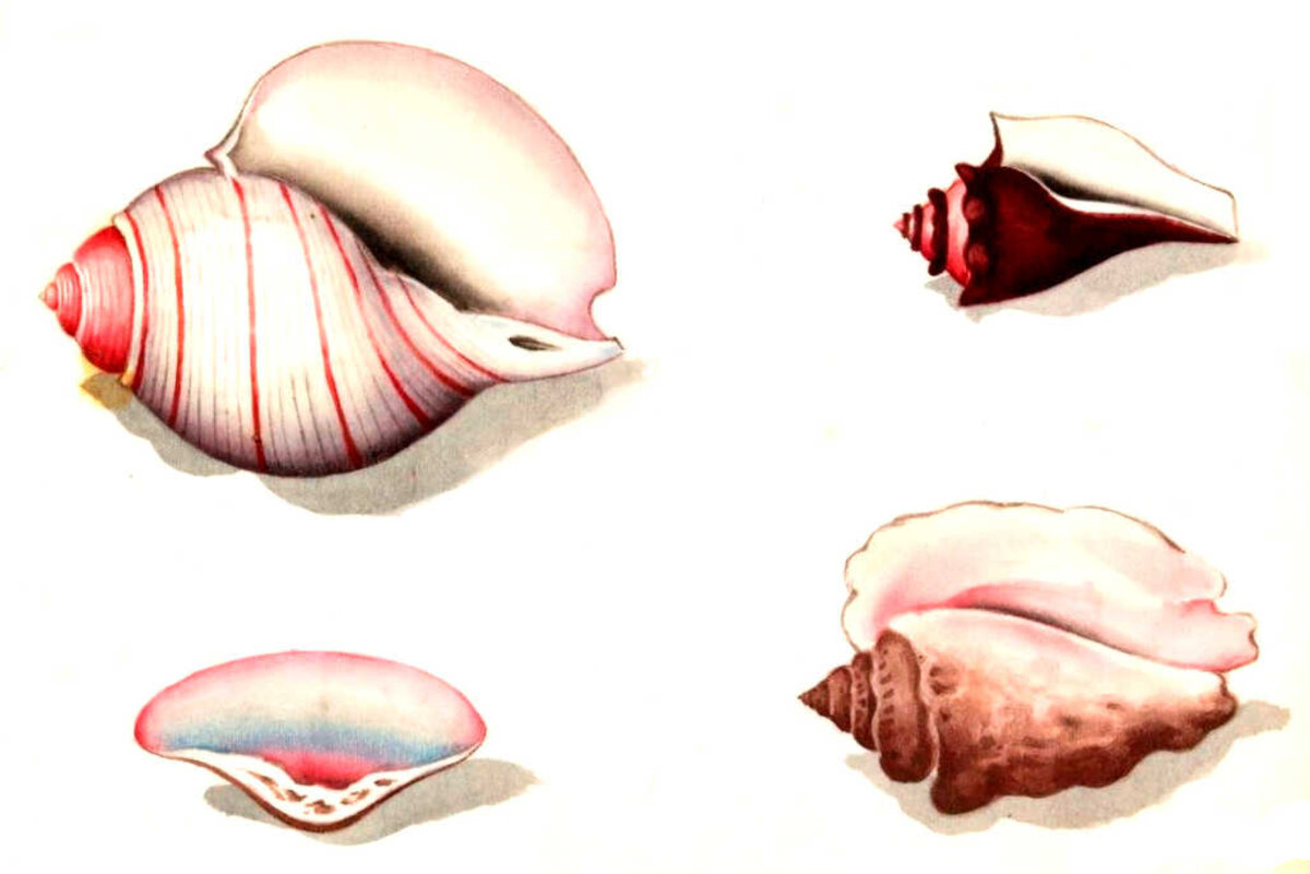 Illustration 1