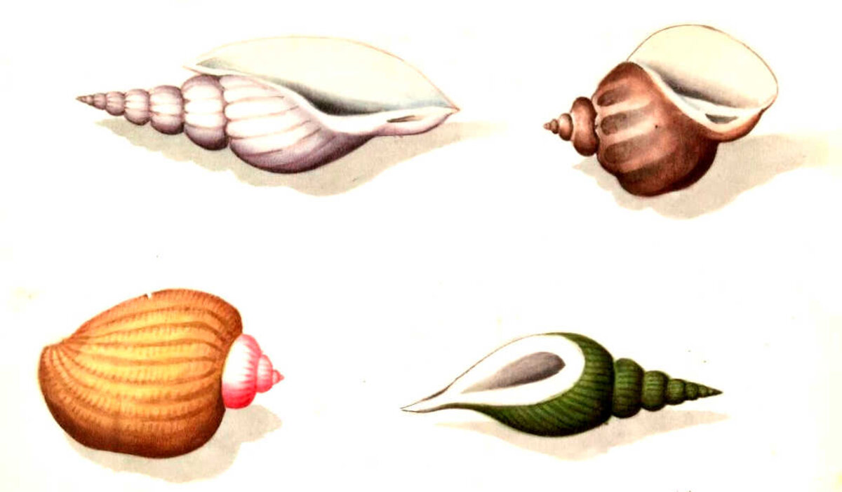 Illustration 1