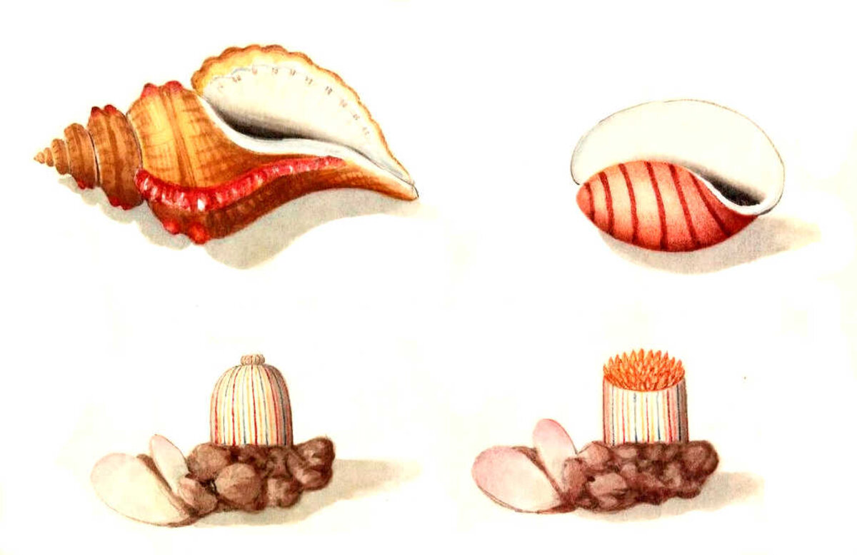Illustration 1