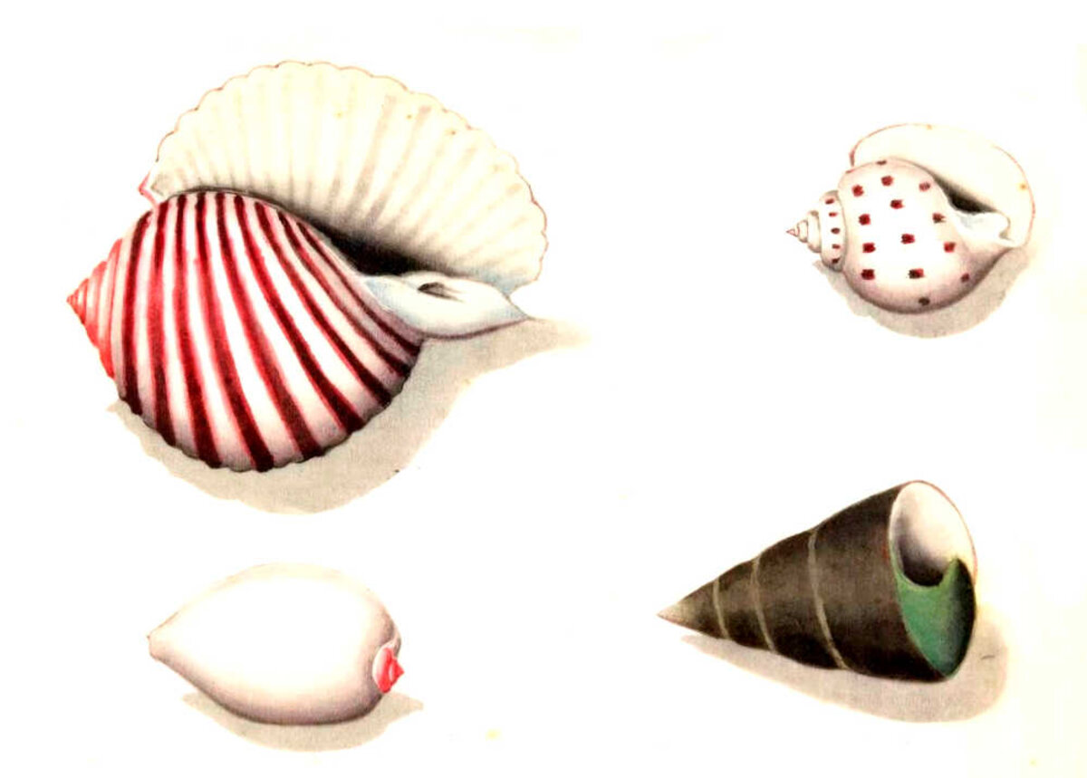 Illustration 1