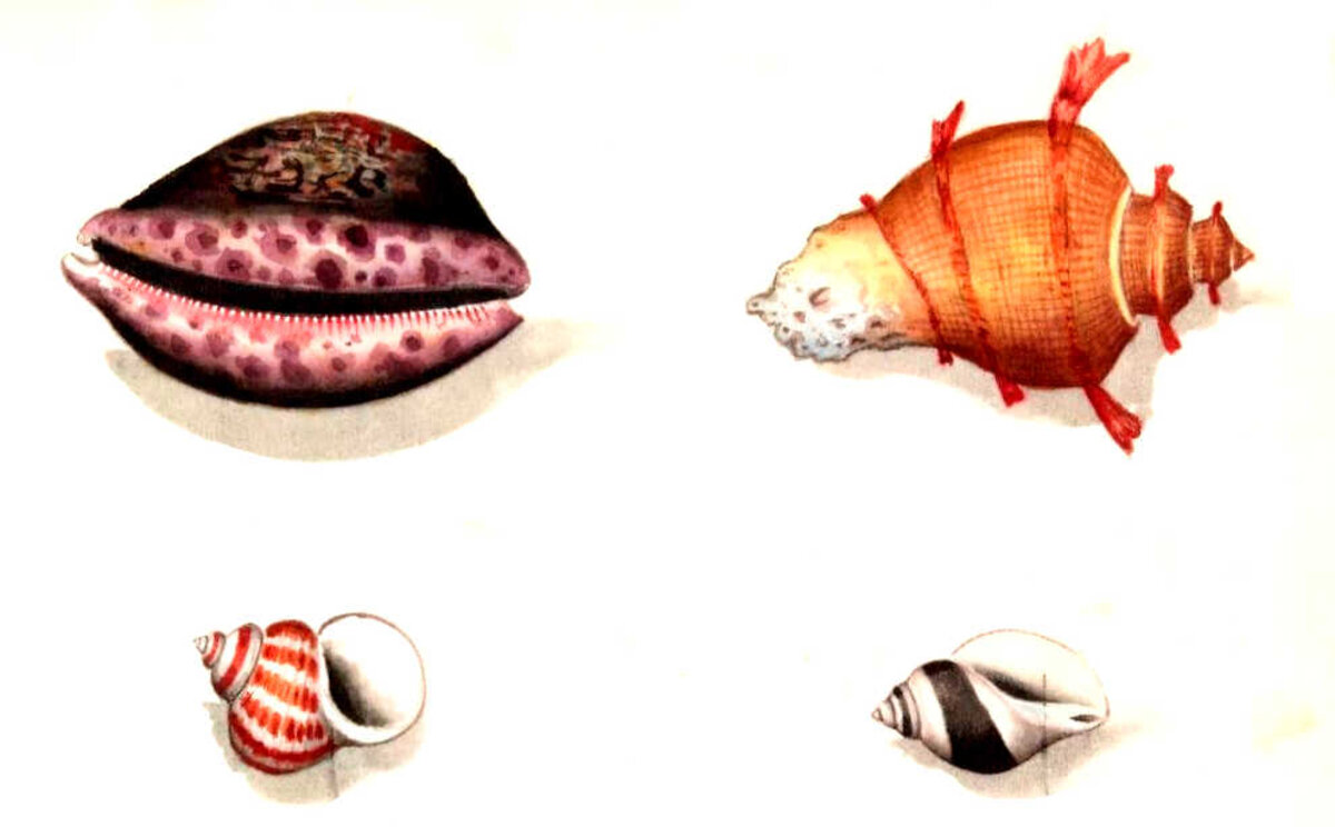 Illustration 1