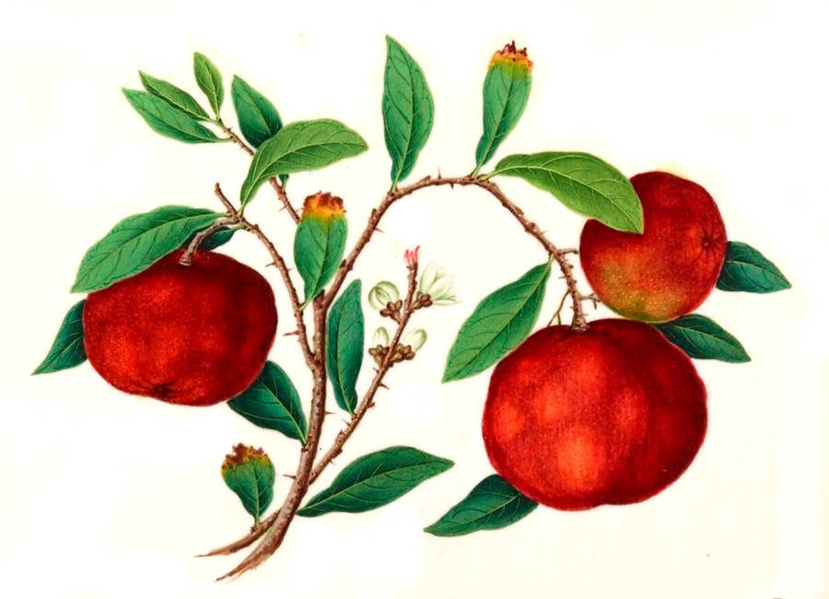 Illustration 1
