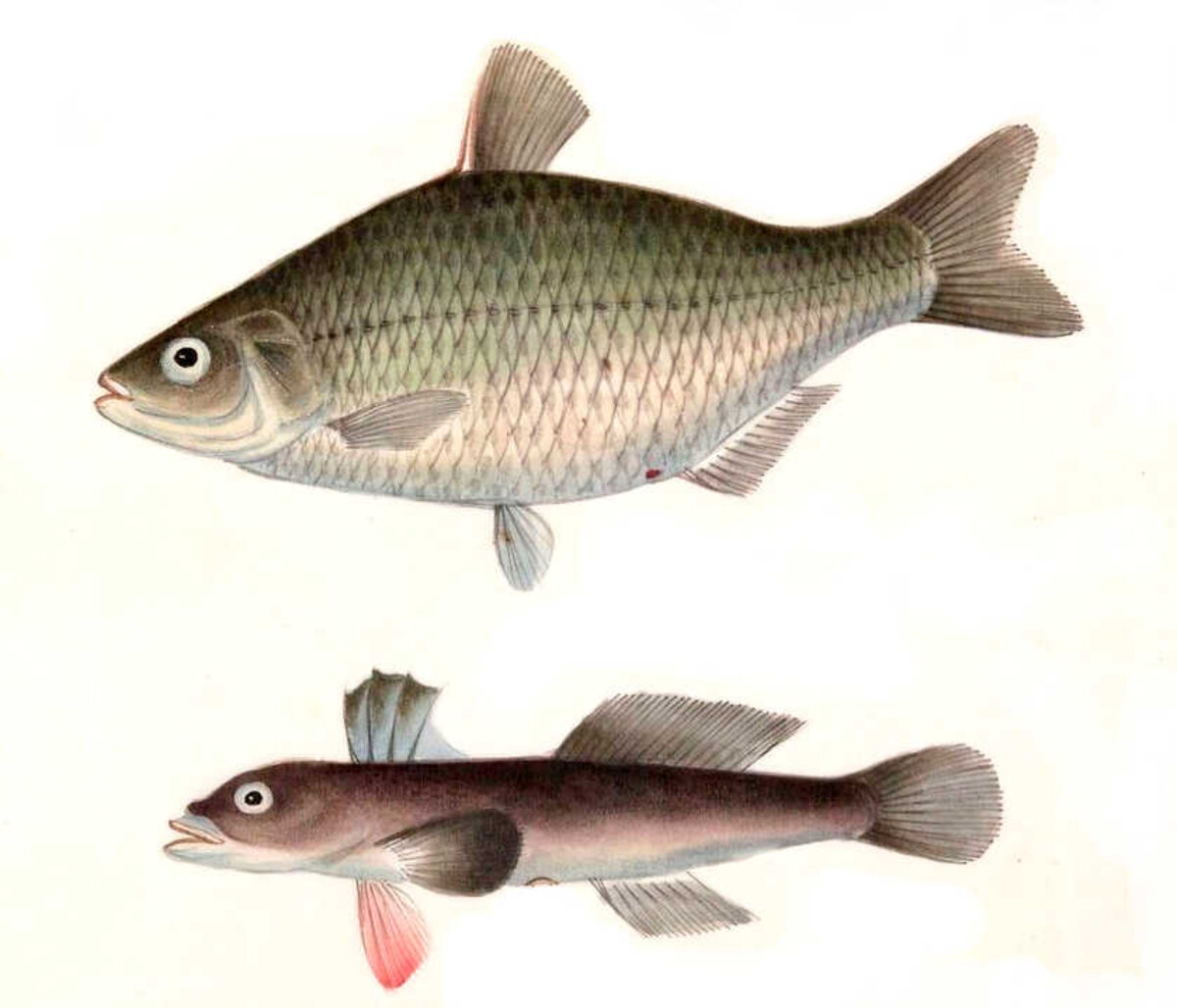 Illustration 1