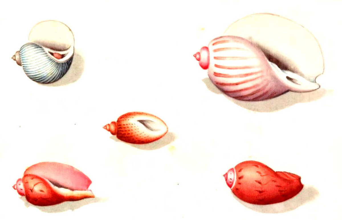 Illustration 1