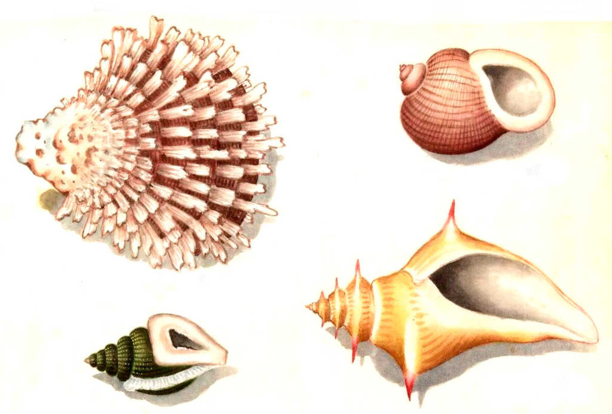 Illustration 1