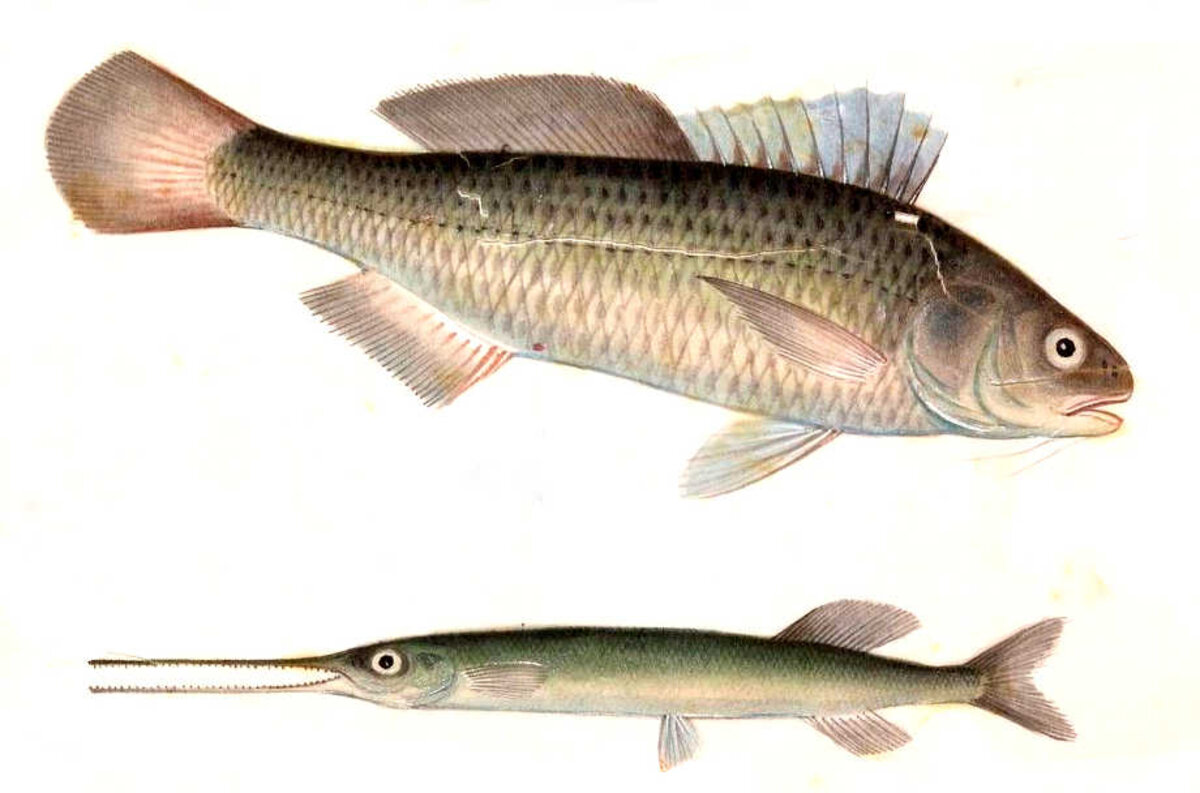 Illustration 1
