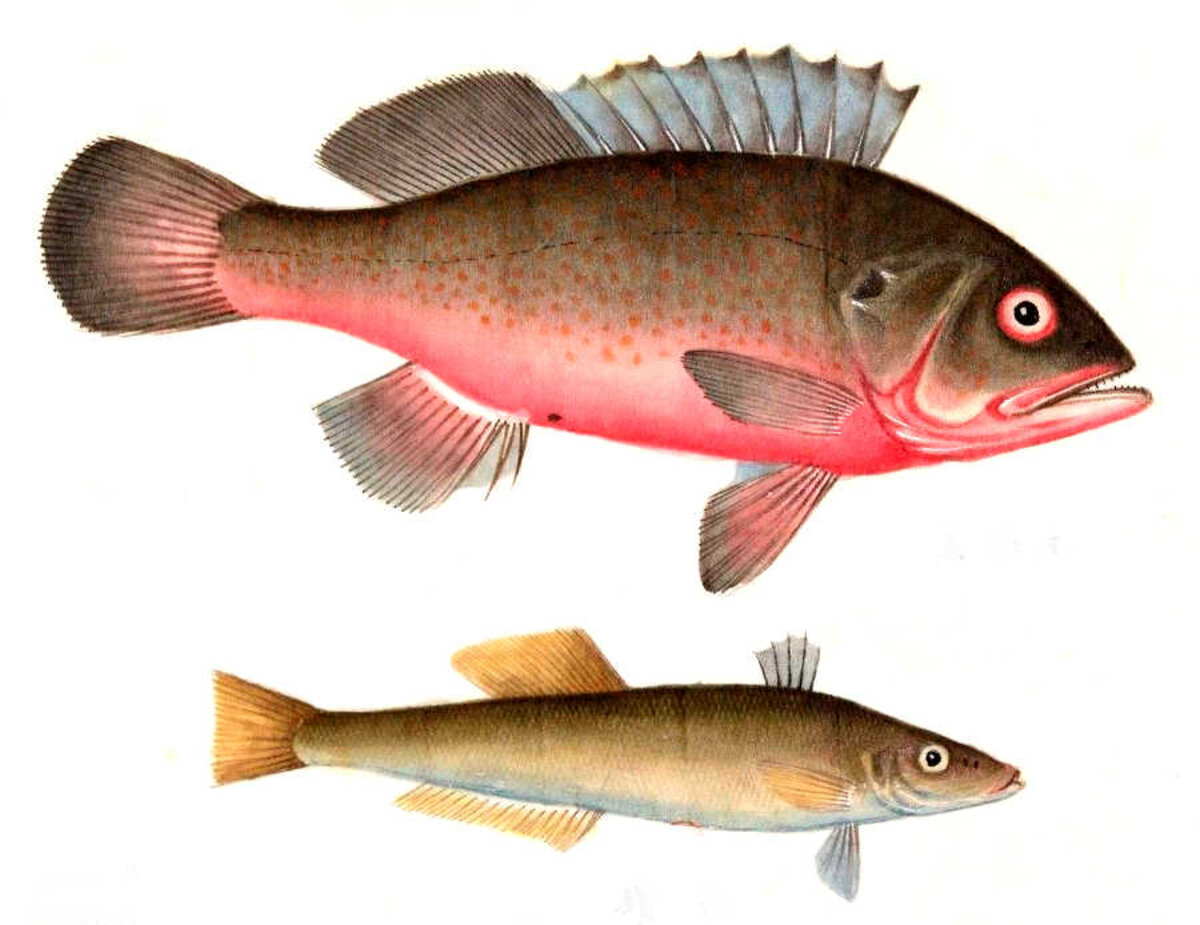 Illustration 1