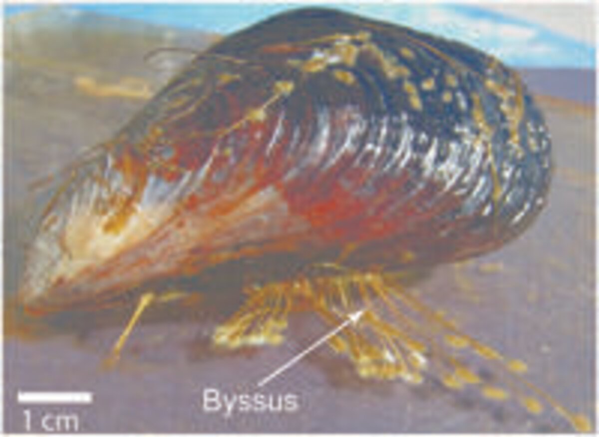 Illustration 1