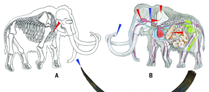 Illustration 3