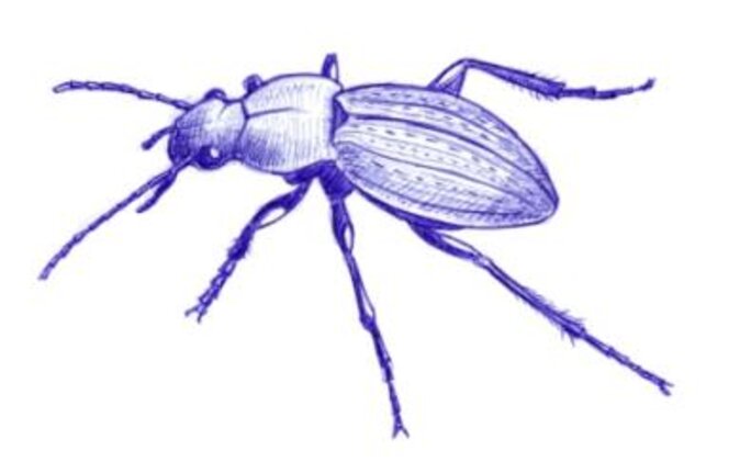 Illustration 7