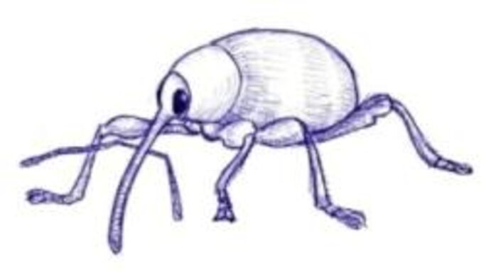 Illustration 8