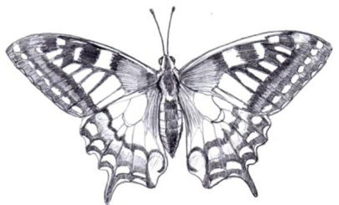 Illustration 13