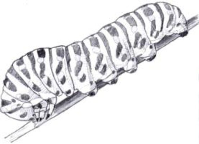Illustration 14