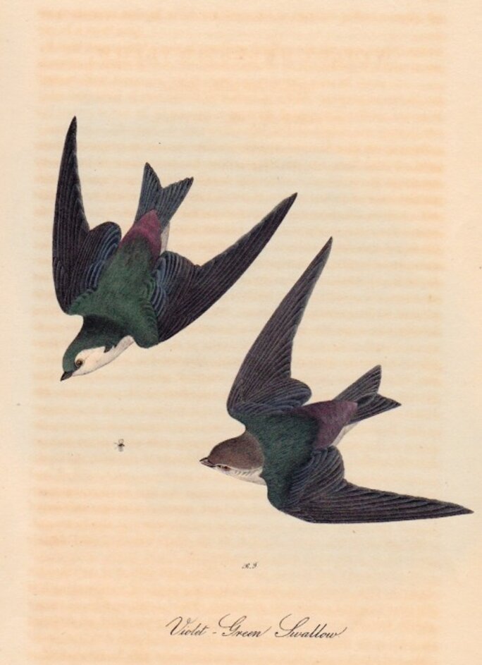 Illustration 5