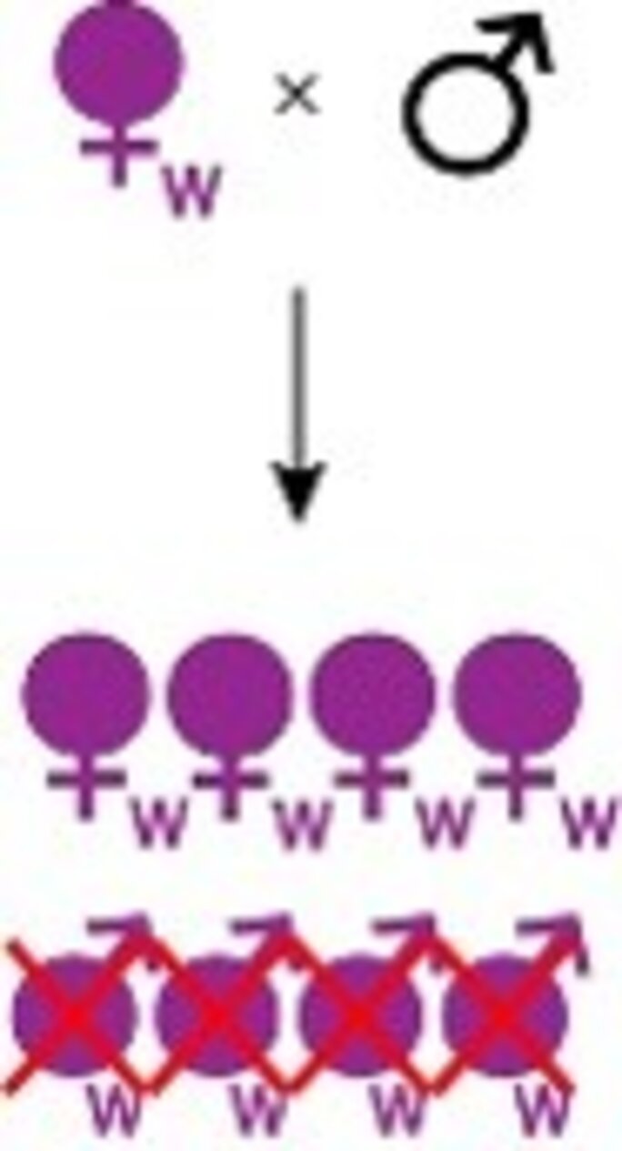 Illustration 4