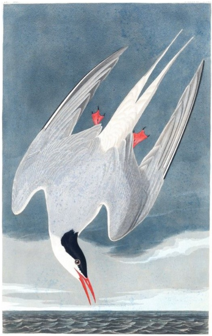 Illustration 7