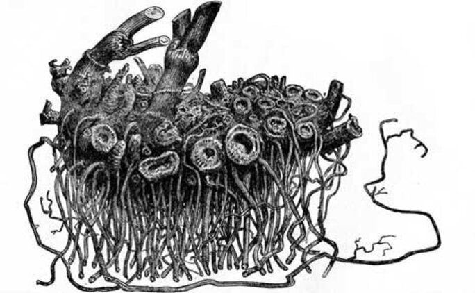 Illustration 2