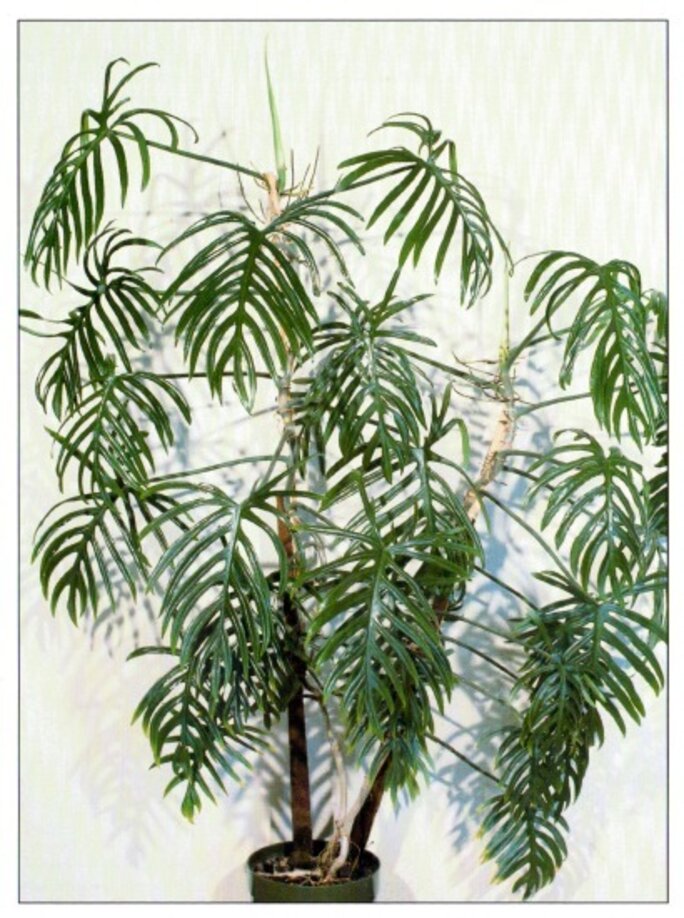 Illustration 4