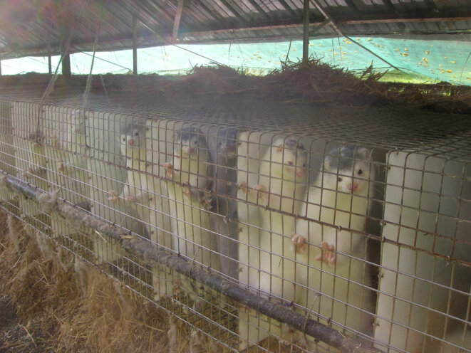 LES PAYS BAS ARRETERONT DEFINITIVEMENT LES ELEVAGES DE VISONS EN 2024