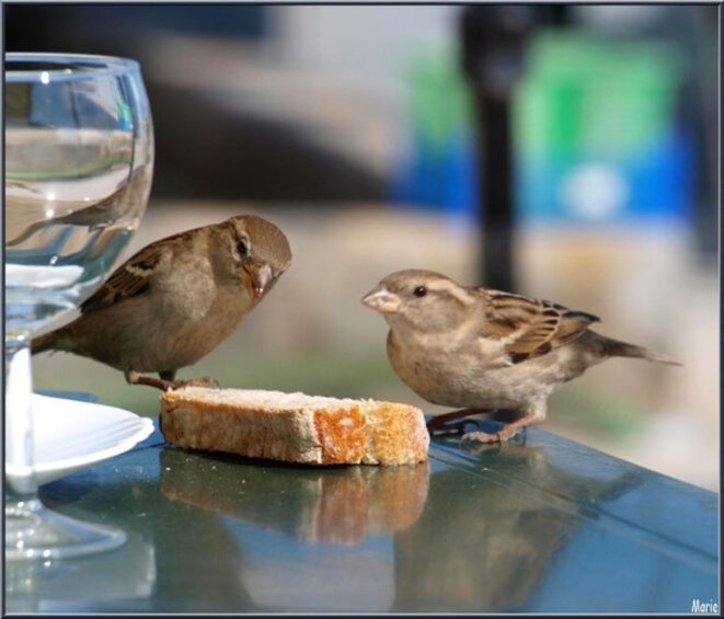 Petite moisson de trois fois rien