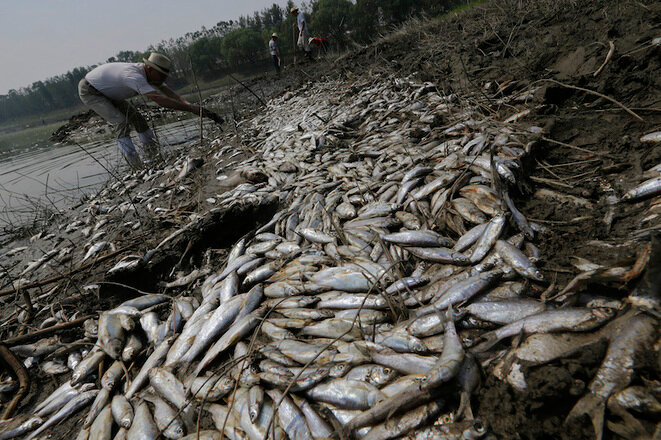 Peces muertos debido a la contaminación en el río Fuhe en septiembre 2013. © Reuters
