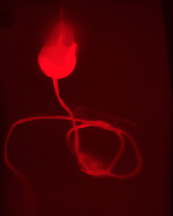 Ce qu'on appelle culture, ce sont les fondamentaux de la politique (entretien avec Marie-José Mondzain)