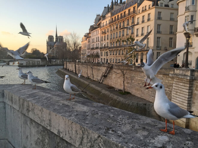 Pont de la Tournelle - 10 décembre 2015 © Gilles Walusinski Pont de la Tournelle - 10 décembre 2015 © Gilles Walusinski