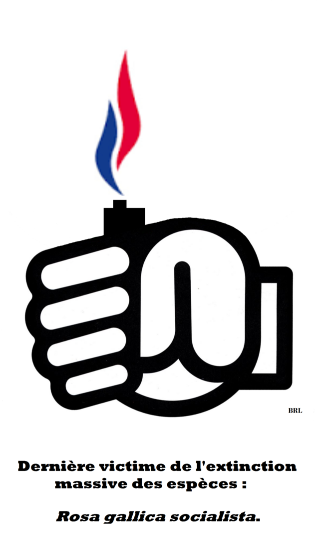 Une rose s'éteint, un volcan s'éveille