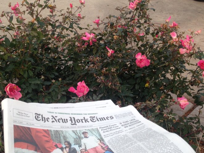 Des roses en fleur à New-York le 25 décembre