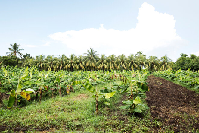 Plantation de bananes sur les meilleures terres de Rivas, où devraient être construits un aéroport ou une zone franche. © Jean de Peña