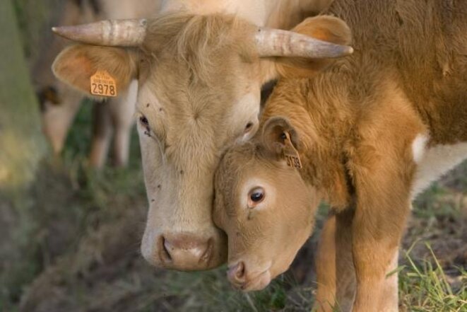 vache-veau-calins2 vache-veau-calins2