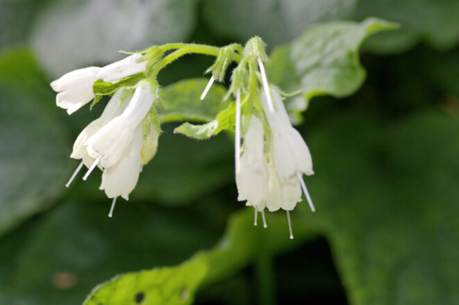 Les abeilles attendues de pied ferme