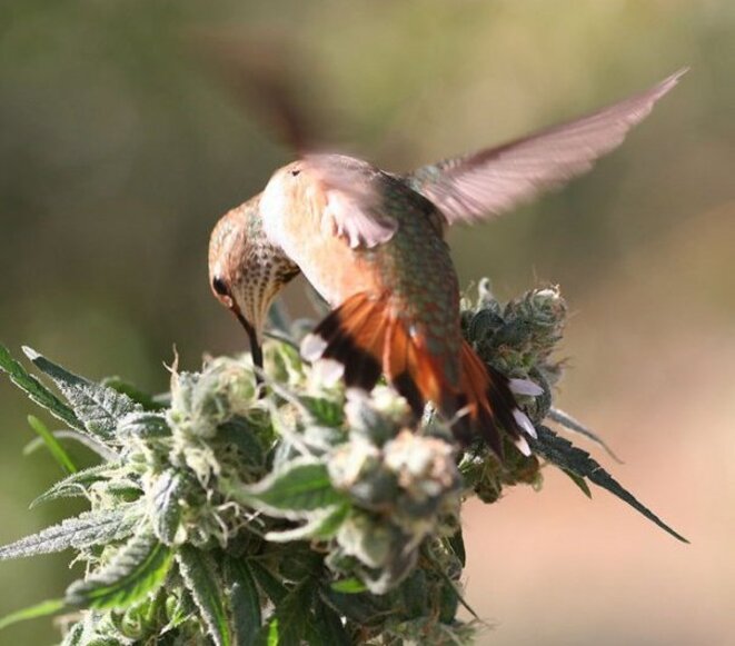oiseau-cannabis