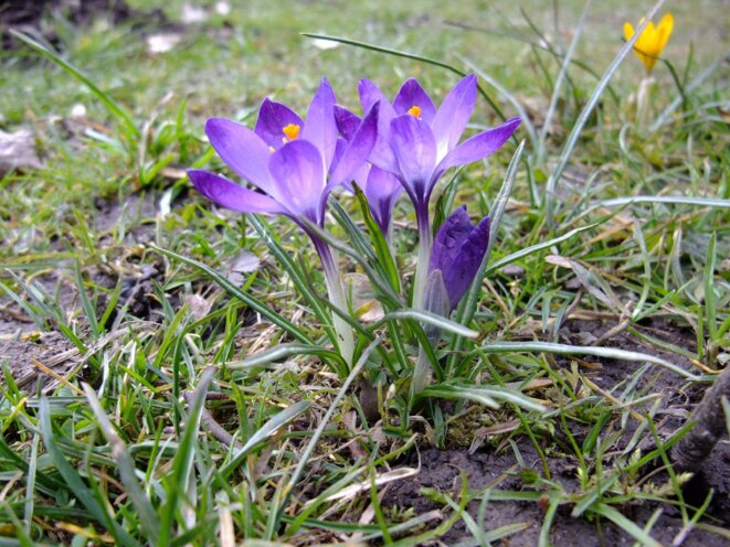 La moneda Crocus en resumen