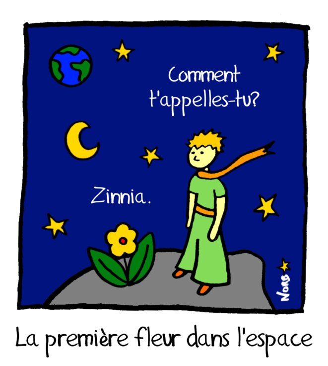 Zinnia, la première fleur dans l'espace!