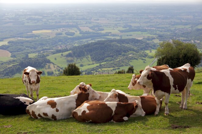 L’élevage, acteur du climat ?