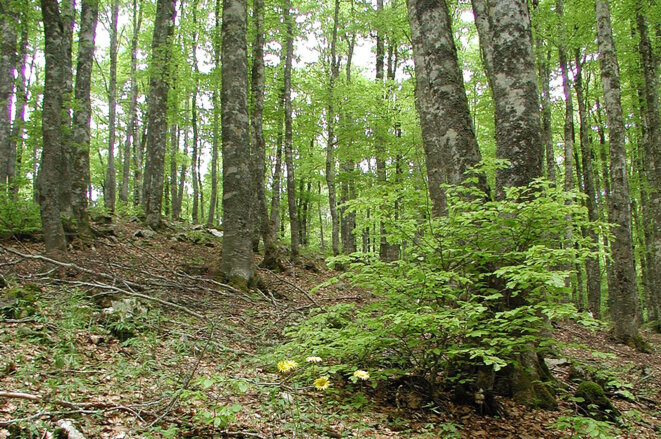 Forêt européenne © Bioversity International/Jeremy Cherfas Forêt européenne © Bioversity International/Jeremy Cherfas