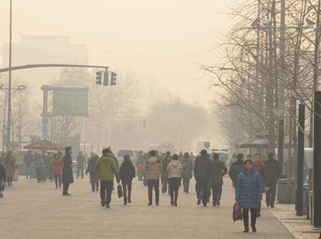 L’année du singe, les photographes font la grimace