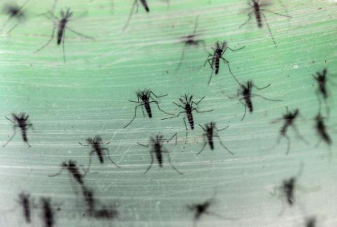 Mosquitos de la especie "Aedes albopictus", una de las que transmite el virus Zika. © REUTERS/MA QIANG/SOUTHERN METROPOLIS DAILY