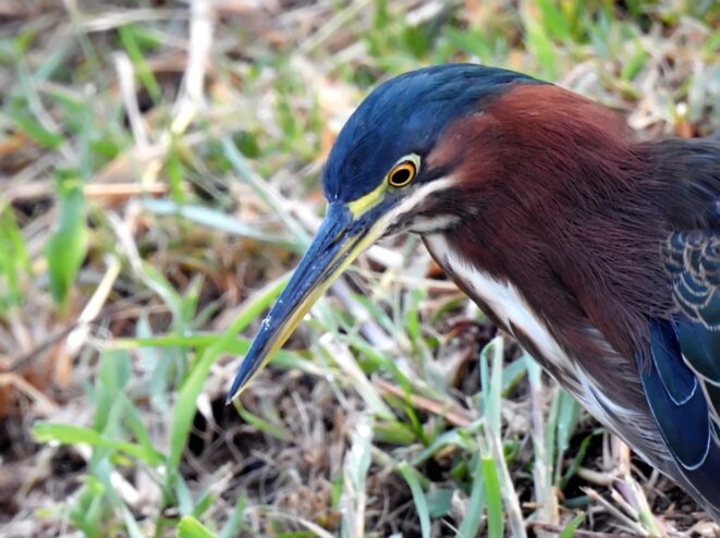 Petit conte du pays de Martinique pour Serge-Édouard Madiba.