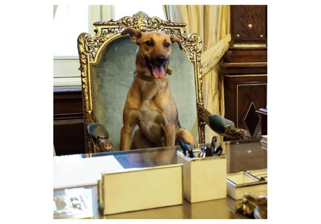 Chien de Macri sur le siège présidentiel Chien de Macri sur le siège présidentiel