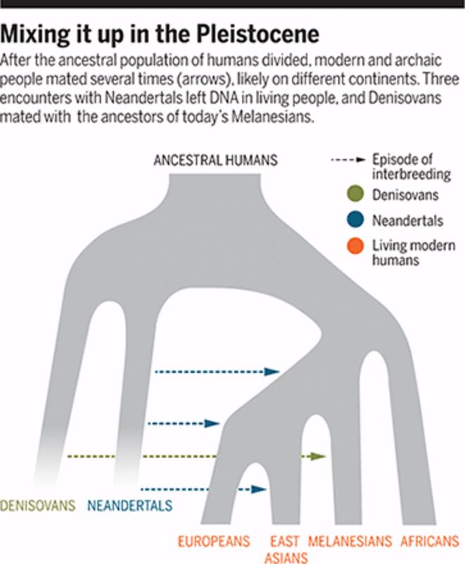 Schéma des rencontres entre hommes modernes, Néandertaliens et Denisovans © Vernot et al./ Science