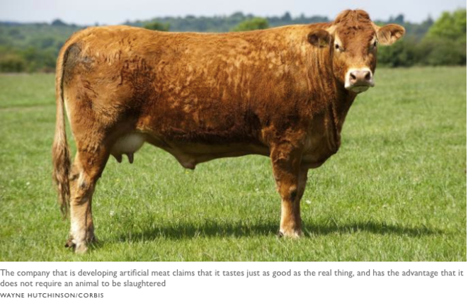 la viande artificielle génétiquement cultivée bientôt dans nos assiettes