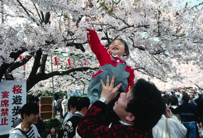 fete-cerisiers-japon
