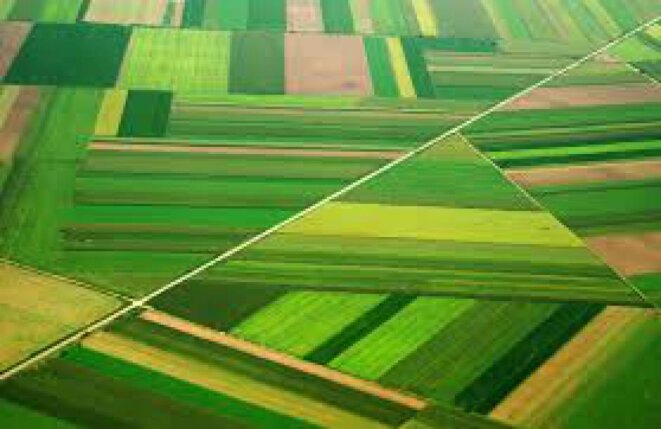 Qu’est-ce qu’une ingénieure agronome ? Entretien avec Élise Nerbusson*